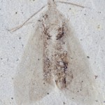 UCM 56079a - Lepidoptera (Moth)