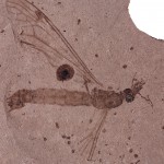 7.	A crane fly (Diptera: Tipulidae). Many fossils from the paper shales comprise a part and counterpart, as the shale often splits through the middle of the specimen. (Photo by M. Jared Thomas)